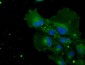 CYPOR / POR Antibody (clone 6C4)